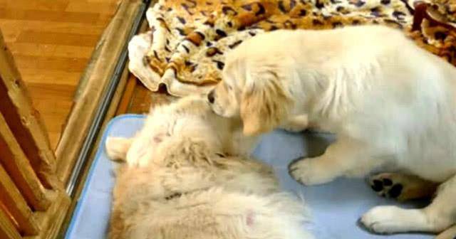 Chó Golden mẹ qua đời, phản ứng của chú chó con khiến chủ nhân không kìm nổi nước mắt - Ảnh 2.