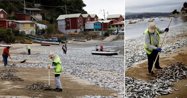 Bí ẩn hàng nghìn con cá chết dạt vào bãi biển Chile - Ảnh 1.