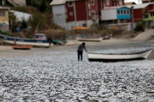 Bí ẩn hàng nghìn con cá chết dạt vào bãi biển Chile - Ảnh 2.