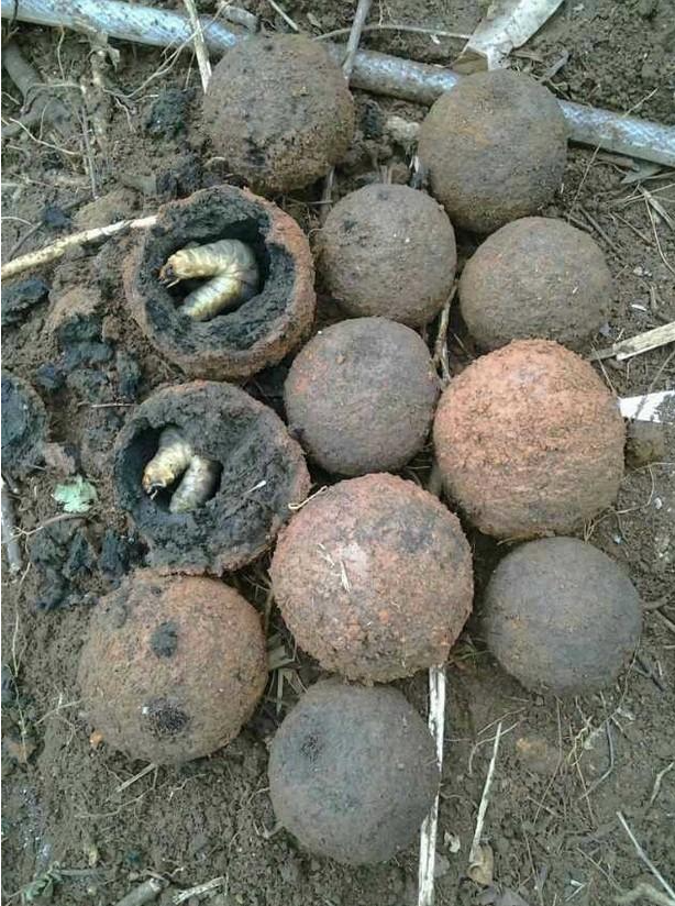 Đào khoai đụng nhiều quả cầu đất, nông dân đập vỡ liền nổi da gà khi thấy thứ bên trong - Ảnh 3.