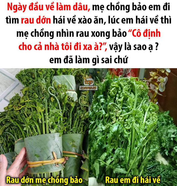 Việt Nam có 3 loại rau thường xuyên bị nhầm lẫn tai hại, nếu không phân biệt được có thể dẫn tới hậu quả khôn lường - Ảnh 2.
