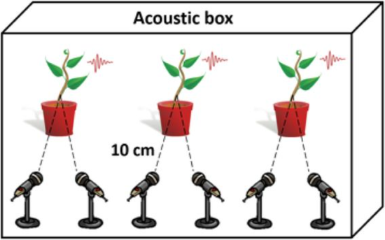 Thực vật cũng hét lên khi căng thẳng - Ảnh 1.