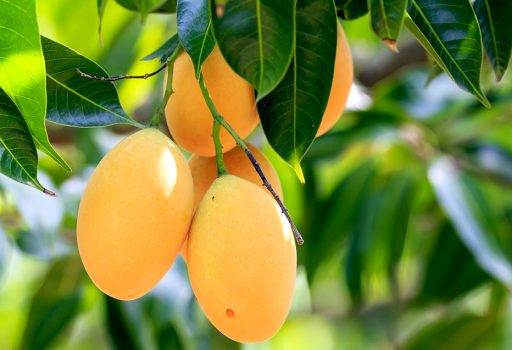 Lợi &iacute;ch sức khỏe của quả xo&agrave;i trong m&acirc;m ngũ quả ng&agrave;y Tết - Ảnh 2.