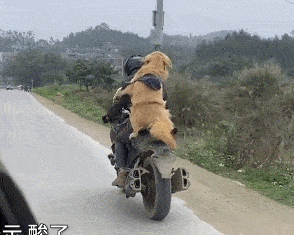 Được chủ đèo 300 cây số về quê đón Tết, biểu cảm của chó Golden khiến mọi người bất ngờ - Ảnh 3.