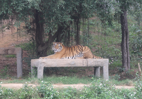 Cận cảnh nơi nuôi trên 20 con hổ lớn tại Việt Nam - Ảnh 2.
