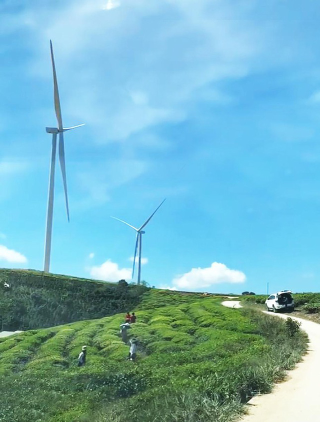  Những c&aacute;nh đồng điện gi&oacute; đẹp như tranh vẽ tr&ecirc;n rừng, dưới biển  - Ảnh 4.