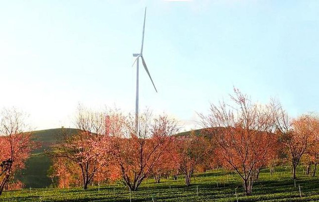  Những c&aacute;nh đồng điện gi&oacute; đẹp như tranh vẽ tr&ecirc;n rừng, dưới biển  - Ảnh 5.