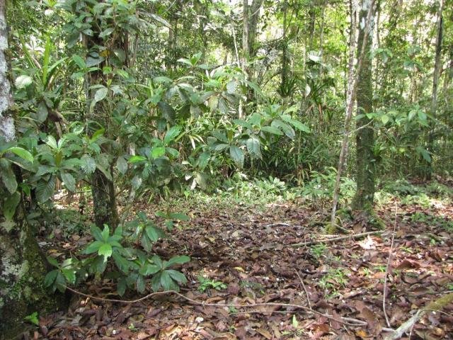 Giải mã Khu vườn của quỷ trong rừng nhiệt đới Amazon - Ảnh 1.