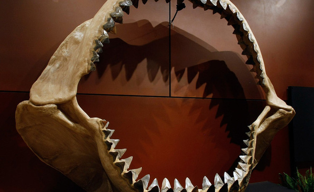 Các nhà khoa học xác nhận họ chẳng biết siêu cá mập Megalodon thật sự trông như thế nào - Ảnh 1.