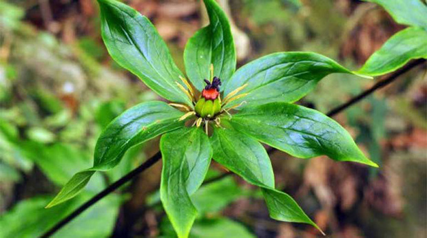 Chàng trai chia sẻ loài cây lạ nở hoa màu xanh, dân mạng khẳng định là thứ cực quý ở Việt Nam - Ảnh 3.