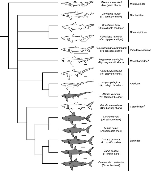 Các nhà khoa học xác nhận họ chẳng biết siêu cá mập Megalodon thật sự trông như thế nào - Ảnh 4.