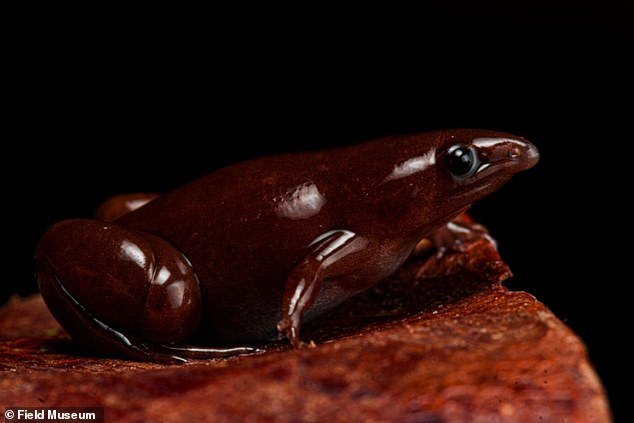 Phát hiện loài ếch mới trong rừng Amazon kích thước nhỏ, mũi giống heo - Ảnh 1.
