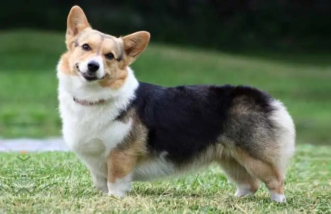 The owner sent the Corgi dog back to his hometown, a month later his father called: Who doesn't send anymore - Photo 1.