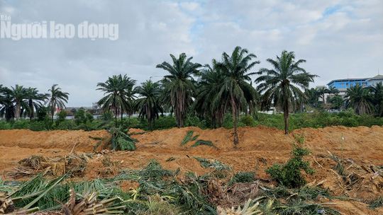 Số phận hàng trăm cây cọ dầu trong khu Dự án ở Đông Hà ra sao? - Ảnh 2.