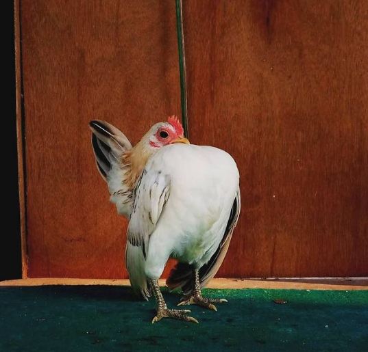 Loài gà nhỏ nhất thế giới sở hữu khả năng đặc biệt - Ảnh 3.