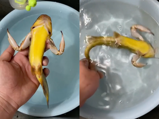     A terrible fish appeared on the body with 2 crab claws, netizens were furious: This is animal abuse!  - Photo 2.