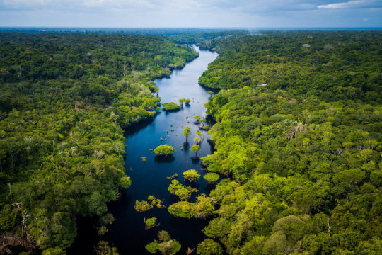 Rừng Amazon mất khả năng phục hồi - Ảnh 1.