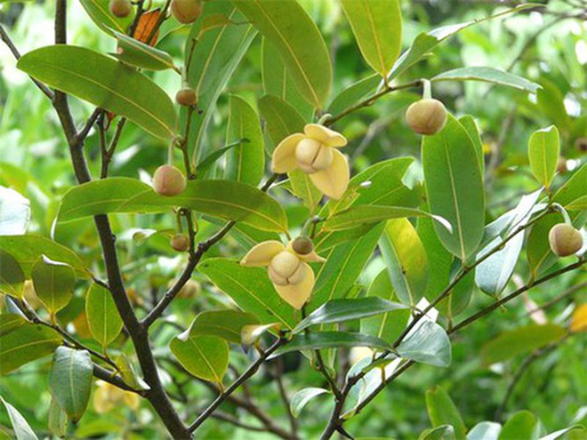 Vietnam has fruits that at first glance seem non-existent, the shape of which no one thinks is edible (Part 1) - Photo 6.