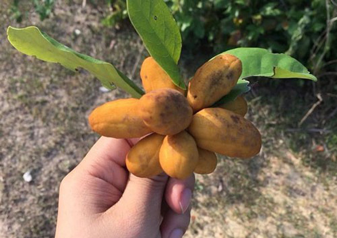 Việt Nam có những loại trái cây thoạt nghe ngỡ như không tồn tại, hình dáng chẳng ai nghĩ là ăn được (Phần 1) - Ảnh 7.
