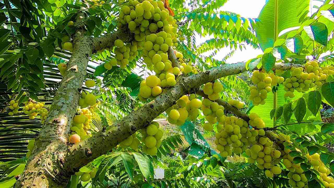 Vietnam has fruits that at first glance seem non-existent, the shape of which no one thinks is edible (Part 1) - Photo 11.