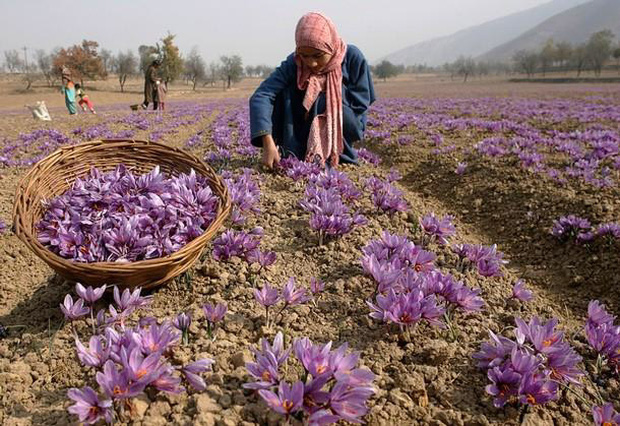 Vì sao nhuỵ hoa nghệ tây được mệnh danh là vàng đỏ của thế giới, giá có khi lên tới cả trăm triệu 1 ký? - Ảnh 3.