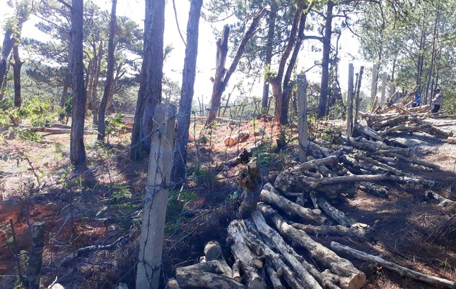  Kỳ lạ những phi vụ ‘chở gỗ về rừng’ ở Lâm Đồng  - Ảnh 1.