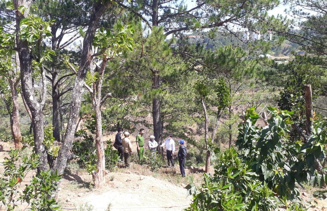  Kỳ lạ những phi vụ ‘chở gỗ về rừng’ ở Lâm Đồng  - Ảnh 2.