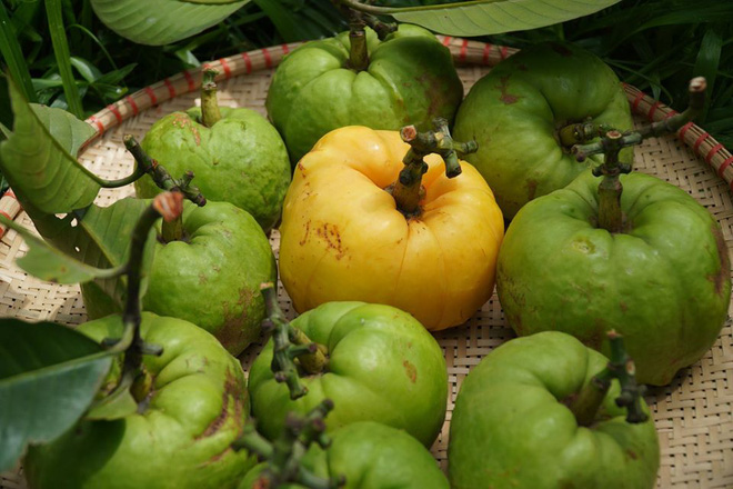 Việt Nam có những loại trái cây thoạt nghe ngỡ như không tồn tại, hình dáng chẳng ai nghĩ là ăn được (Phần 2) - Ảnh 14.