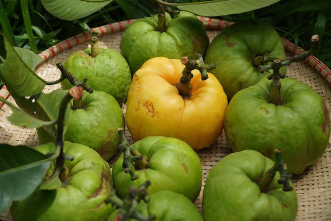 Vietnam has fruits that at first glance seem non-existent, the shape of which no one thinks is edible (Part 2) - Photo 14.