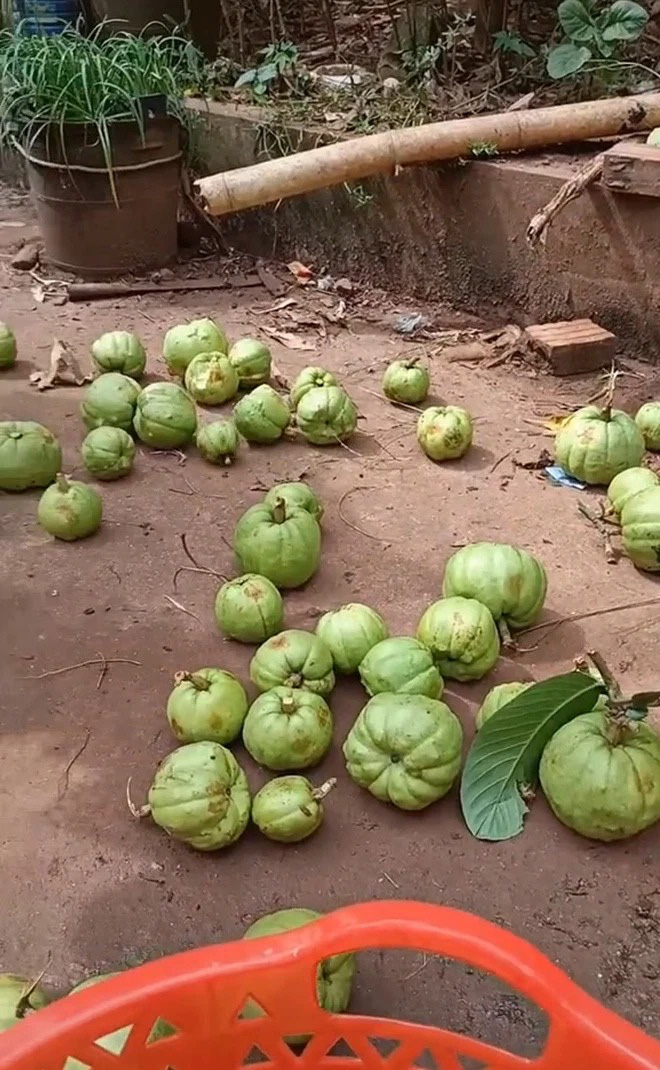 Vietnam has fruits that at first glance seem non-existent, the shape of which no one thinks is edible (Part 2) - Photo 15.