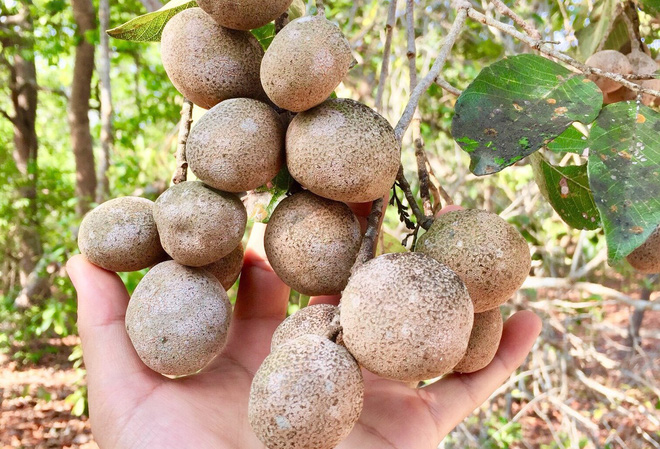 Vietnam has fruits that at first glance seem non-existent, the shape of which no one thinks is edible (Part 2) - Photo 3.