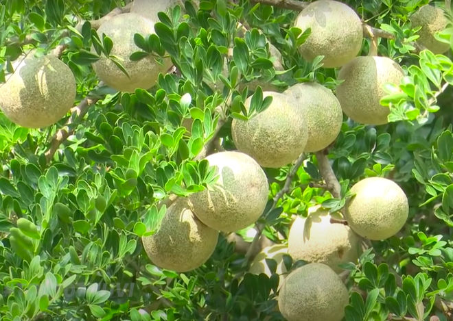 Vietnam has fruits that at first glance seem non-existent, the shape of which no one thinks is edible (Part 2) - Photo 6.