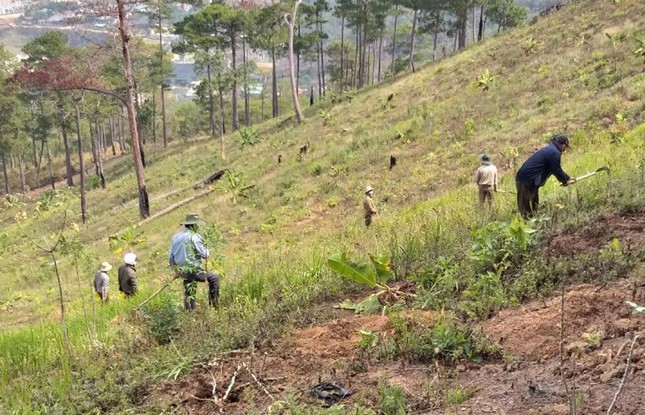  Kỳ lạ những phi vụ ‘chở gỗ về rừng’ ở Lâm Đồng  - Ảnh 5.