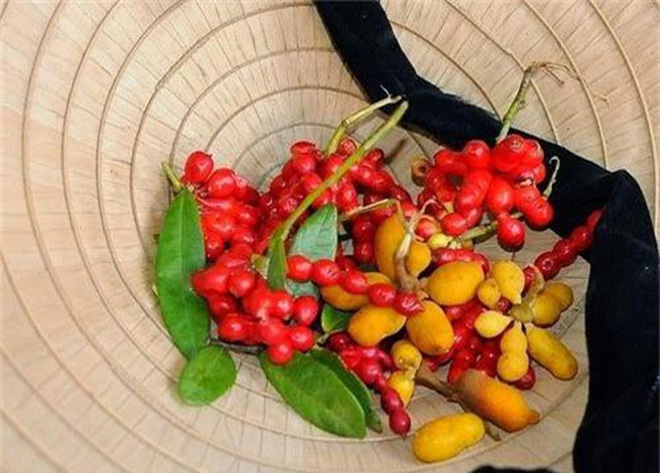 Việt Nam có những loại trái cây thoạt nghe ngỡ như không tồn tại, hình dáng chẳng ai nghĩ là ăn được (Phần 2) - Ảnh 10.