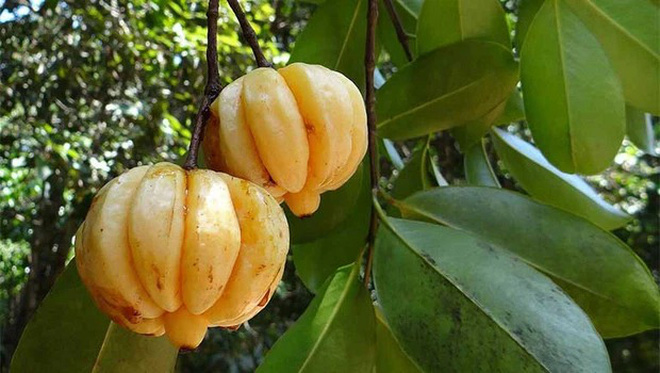 Vietnam has fruits that at first glance seem non-existent, the shape of which no one thinks is edible (Part 2) - Photo 13.