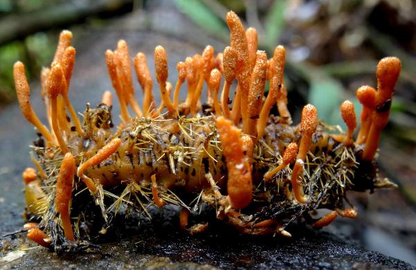 Cough remedy from cordyceps - Photo 1.