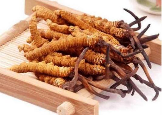 Cough remedy from cordyceps - Photo 2.