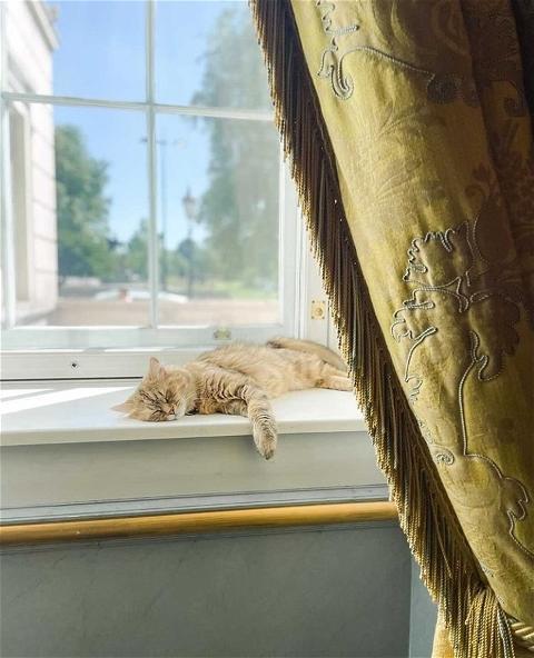 The luxurious life of the Queen cat in a 5-star hotel - Photo 6.