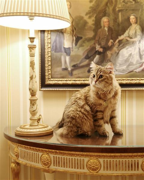 The luxurious life of the Queen cat in a 5-star hotel - Photo 7.