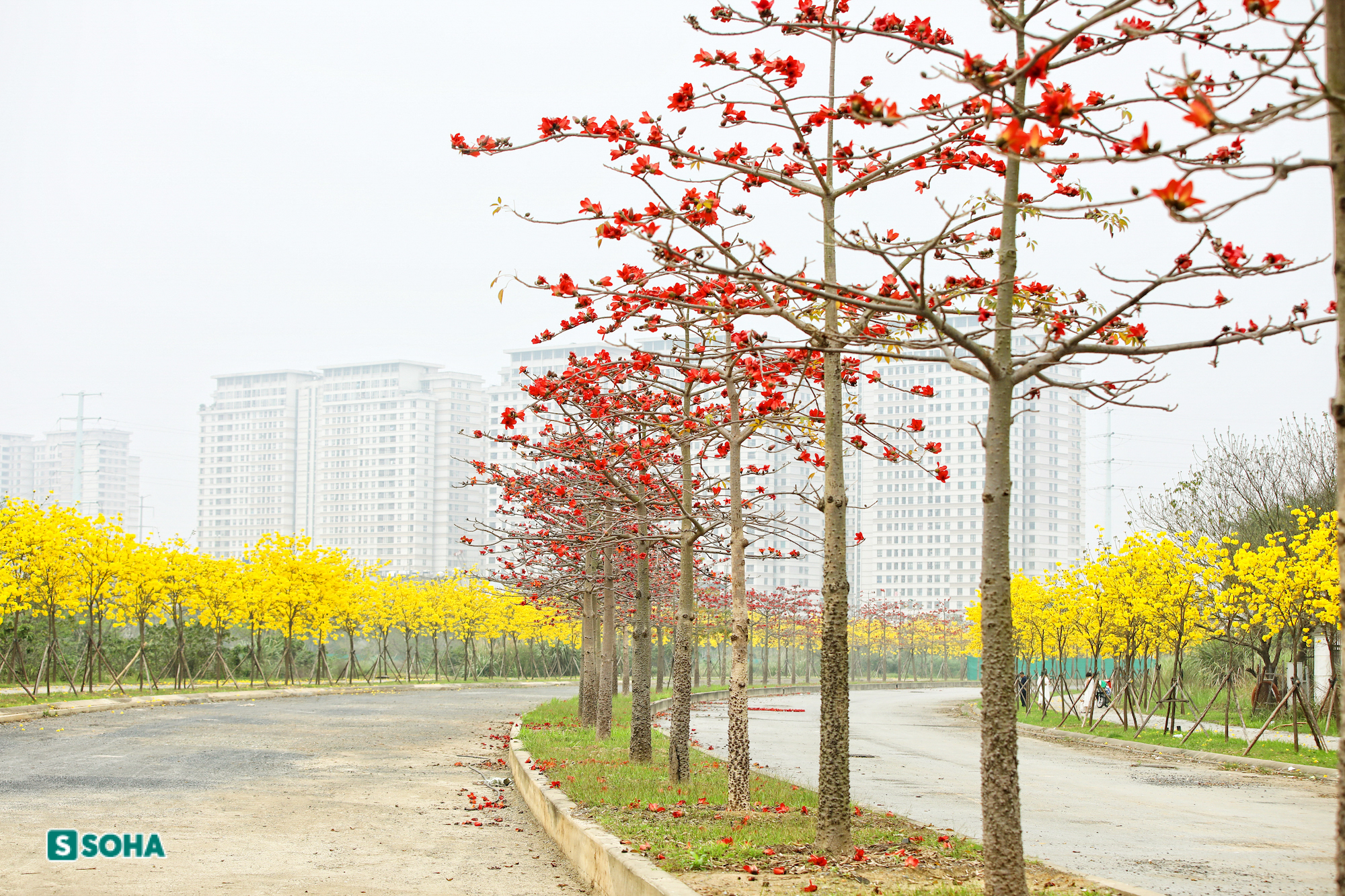 Hà Nội: Con đường phủ đầy hoa gạo, hoa phong linh có 1-0-2, đẹp như tiên cảnh - Ảnh 2.