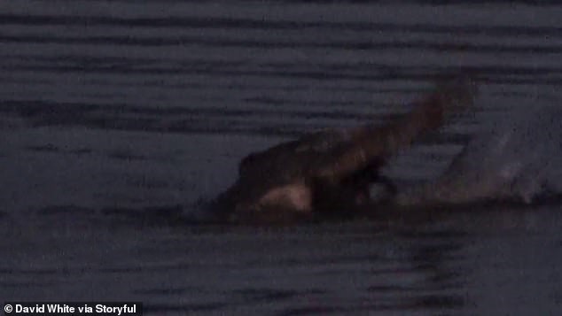 Khoảnh khắc cá sấu nhanh chư chớp chộp lấy con mồi đang bay trên không - Ảnh 3.