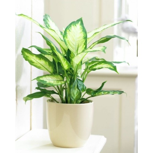 5 very good feng shui plants for people with par Kim to help homeowners have a lot of luck - Photo 6.