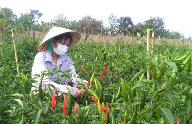  Lỗ một tỉ ngay lần đầu khởi nghiệp, cô gái 9x vùng biên kiên trì trồng ớt xuất khẩu  - Ảnh 1.