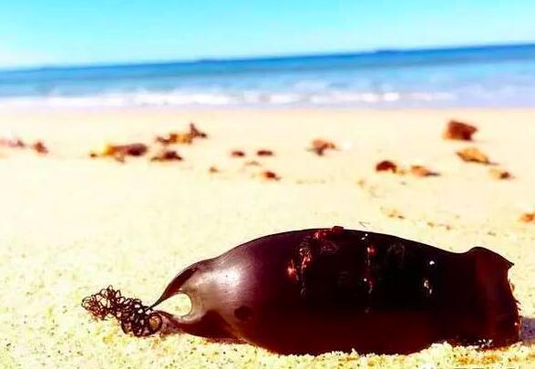 Finding a strange object on the beach, the woman fell back when she knew what it was - Photo 4.