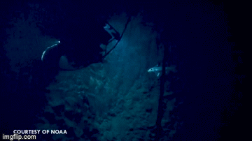 Video: Cá mập ma kinh dị dưới biển khiến người cứng vía cũng hoảng sợ - Ảnh 3.