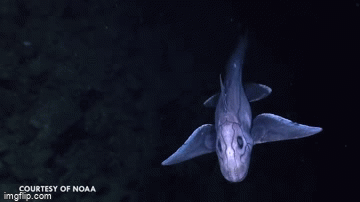 Video: Cá mập ma kinh dị dưới biển khiến người cứng vía cũng hoảng sợ - Ảnh 2.