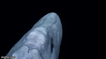 Video: Cá mập ma kinh dị dưới biển khiến người cứng vía cũng hoảng sợ - Ảnh 5.