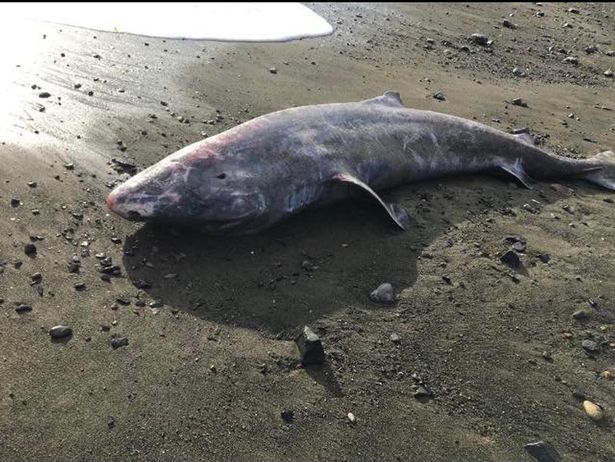 Xác chết cụ cá mập 500 tuổi trôi dạt vào bãi biển khiến các nhà khoa học tiếc ngẩn ngơ vì không kịp bảo vệ - Ảnh 1.