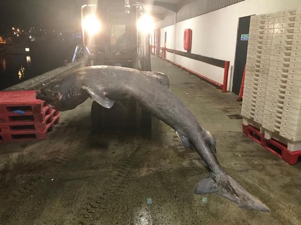 Xác chết cụ cá mập 500 tuổi trôi dạt vào bãi biển khiến các nhà khoa học tiếc ngẩn ngơ vì không kịp bảo vệ - Ảnh 2.
