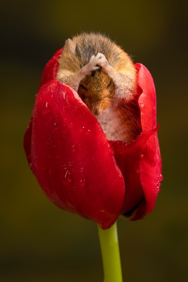 Bộ ảnh chuột đồng đu bám trên hoa tulip gây sốt - Ảnh 2.